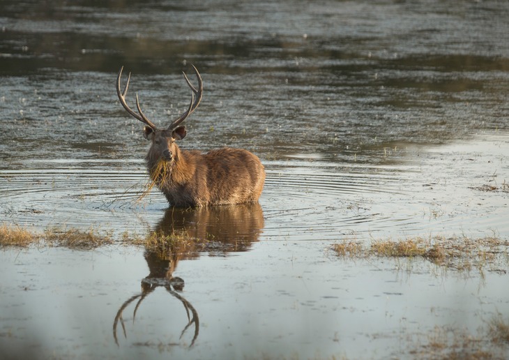 sambar