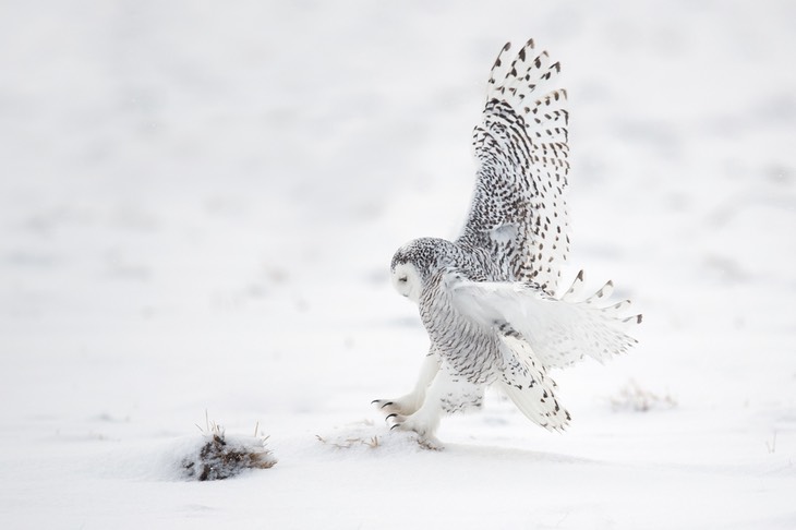 snowy owl