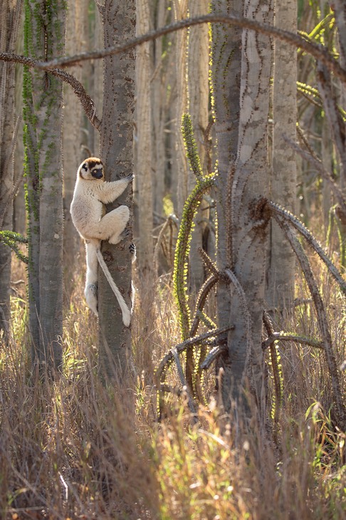 verreaux's sifaka