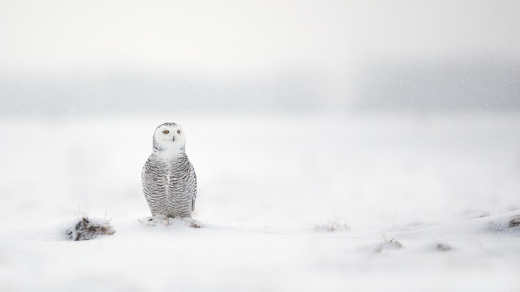 snowy owl