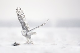 snowy owl