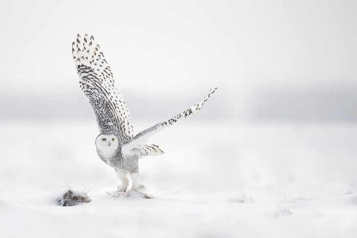 snowy owl