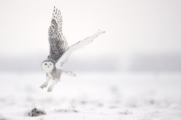 snowy owl