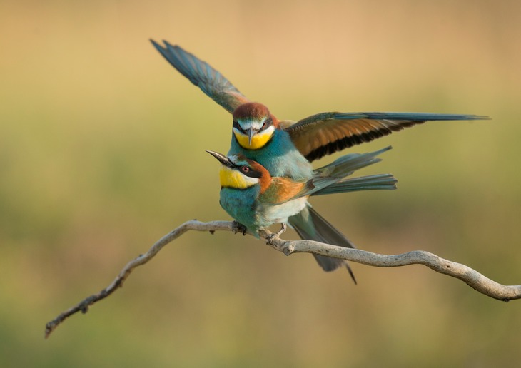 european bee eater