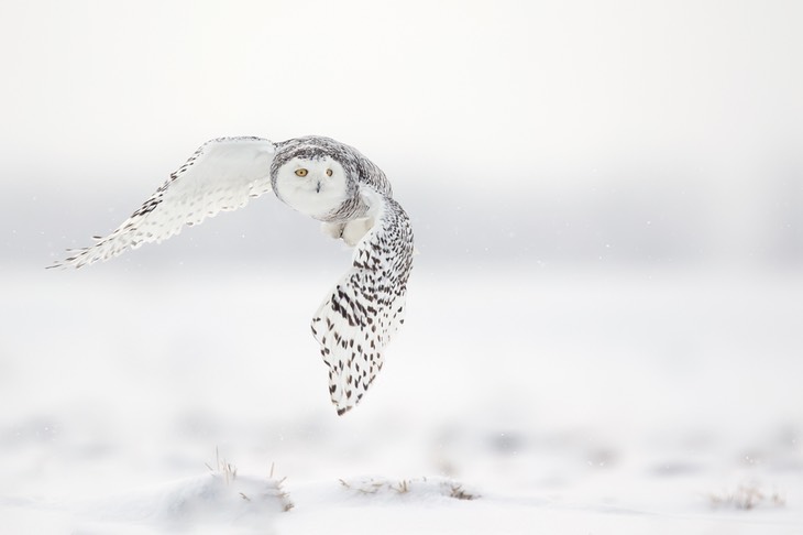 snowy owl