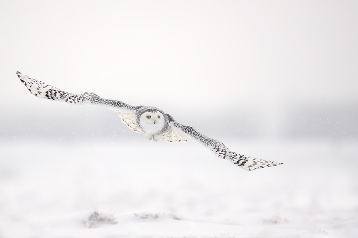 snowy owl