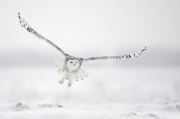 snowy owl