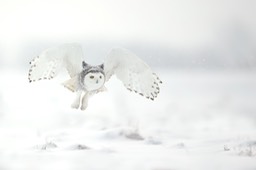 snowy owl