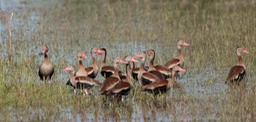 black bellied whistling duck