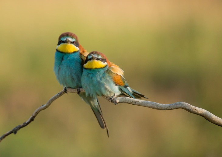 european bee eater