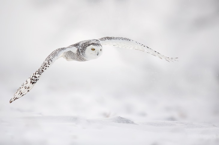 snowy owl