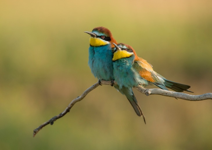 european bee eater