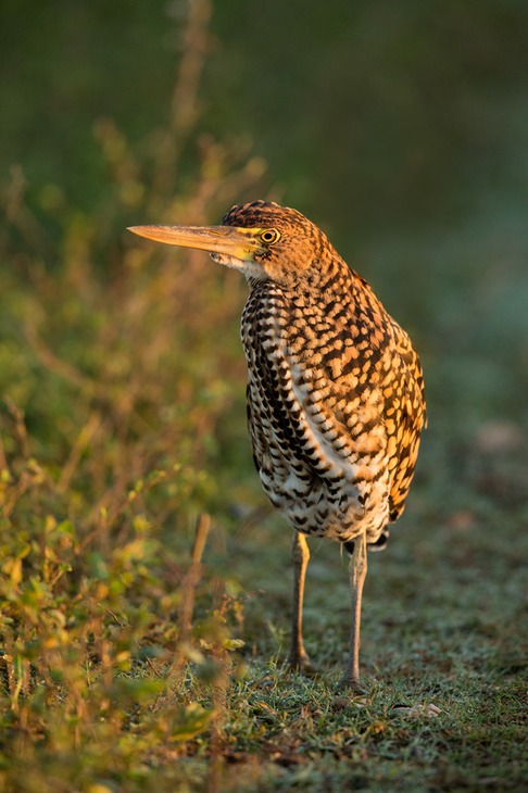 rufescent tiger heron