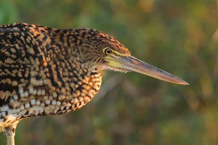 rufescent tiger heron