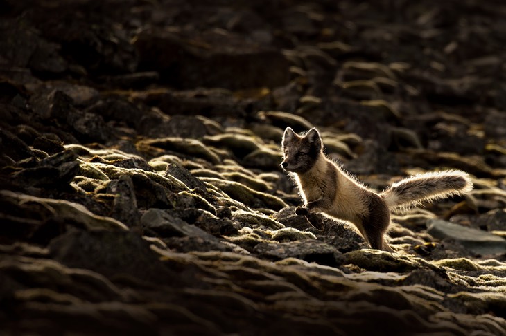 arctic fox