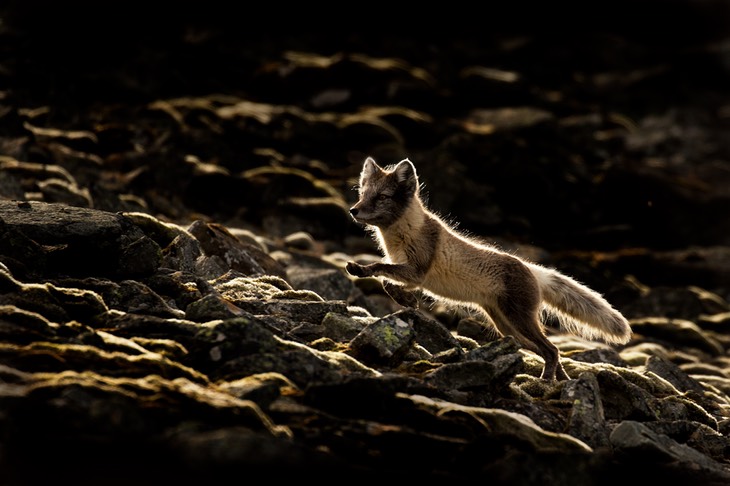 arctic fox