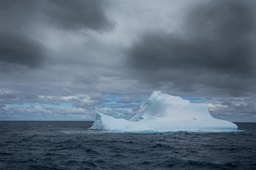 chinstrap penguin