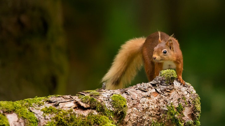 red squirrel