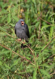 snail kite