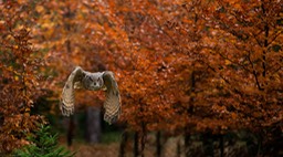 eagle owl