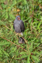 snail kite