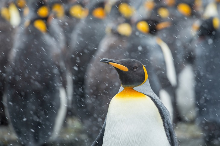 king penguin