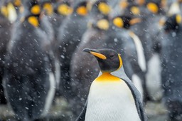 king penguin