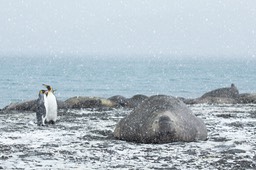 king penguin