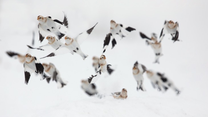 snow bunting