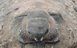 southern elephant seal