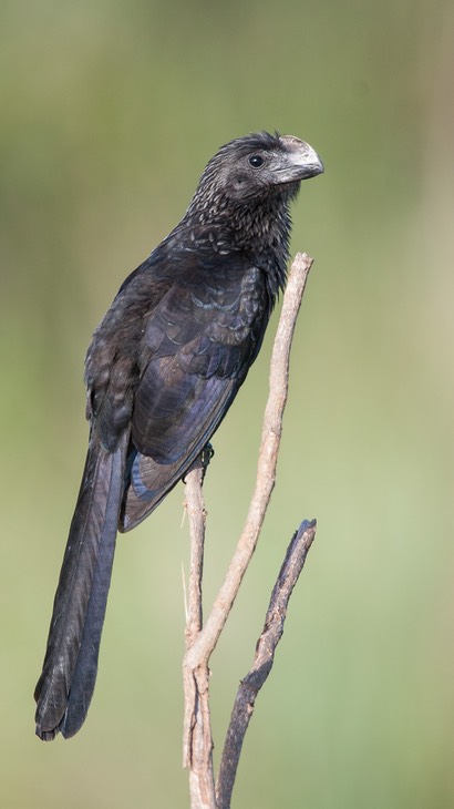 smooth billed ani