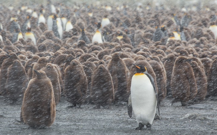 king penguin