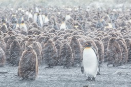 king penguin