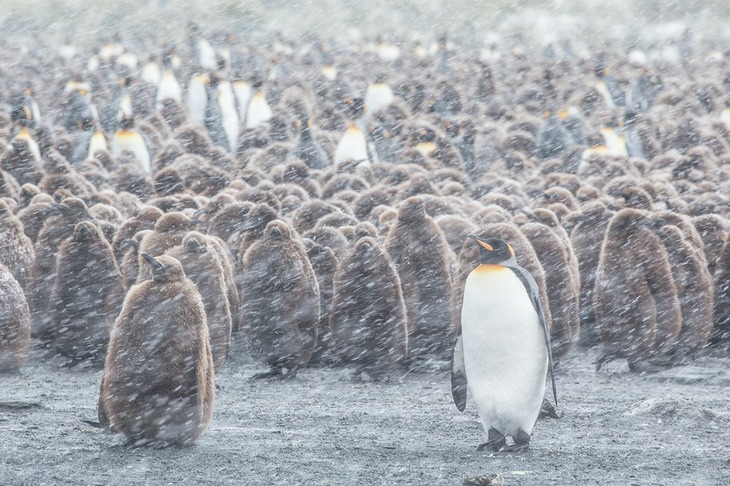 king penguin