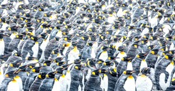 king penguin