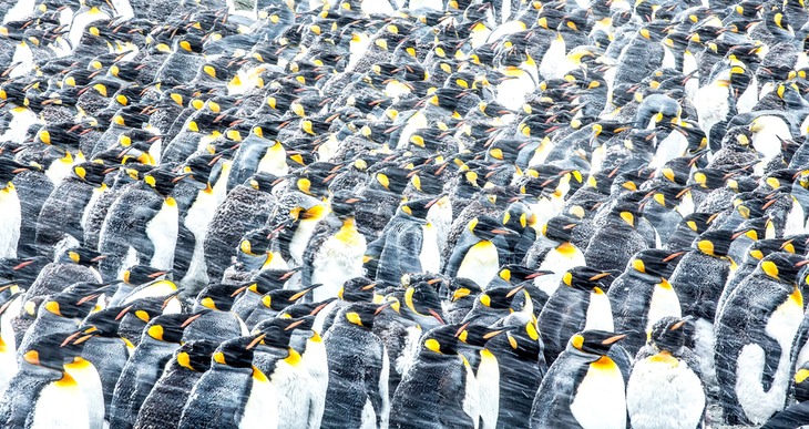 king penguin