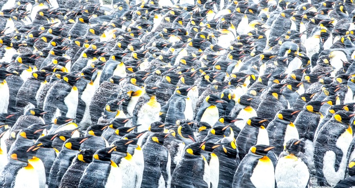 king penguin