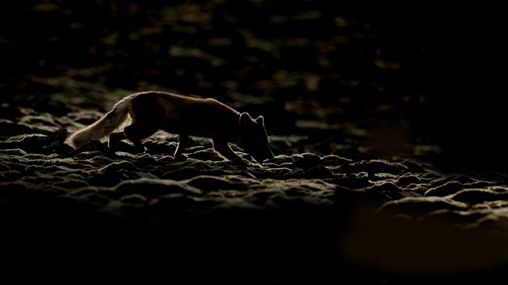 arctic fox