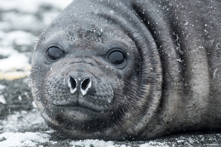 southern elephant seal