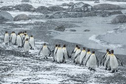 king penguin