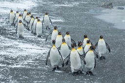 king penguin