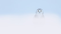 snowy owl