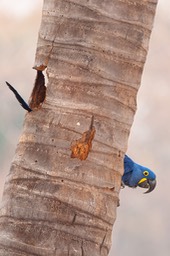 hyacinth macaw