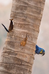 hyacinth macaw