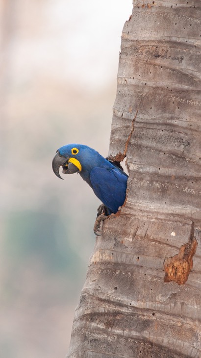 hyacinth macaw