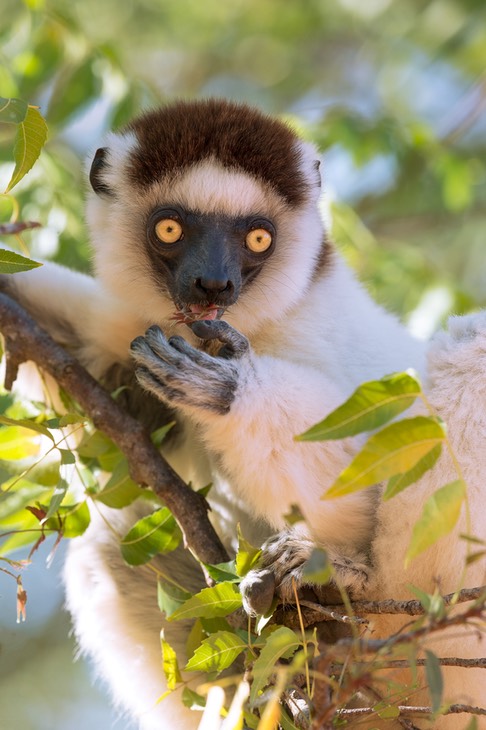 verreaux's sifaka