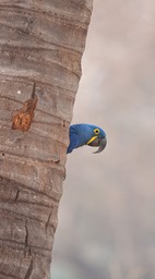 hyacinth macaw