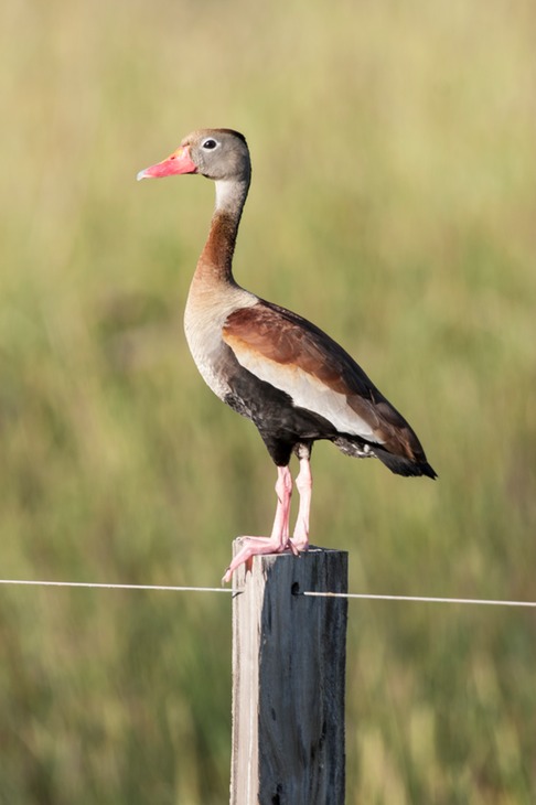 black bellied whistling duck