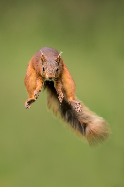 red squirrel