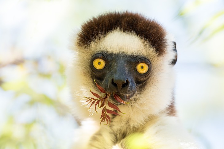 verreaux's sifaka